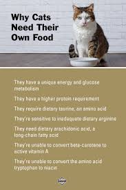 7 reasons why cats need their own food cats dog food recipes cat nutrition