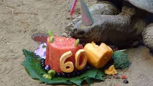 Aah, the famous harley davidson birthday cake! Tortoise Munches On 60th Birthday Cake At Pennsylvania Zoo Video Abc News