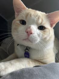 Lost cat in East Brainerd, TN area