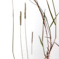 Image result for Sacciolepis indica