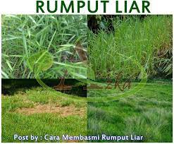 Simak cara membasmi rumput liar secara permanen dengan bahan yang mudah didapat! Phefoc Hcs Pestisida Herbisida Fungisida Organik Cair Cara Membasmi Rumput Liar
