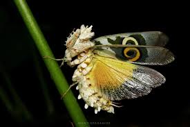 Image result for Macrotyloma stenophyllum