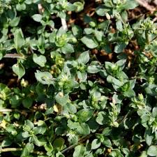 Maybe you would like to learn more about one of these? What Does Chickweed Look Like Green Lawn Fertilizing
