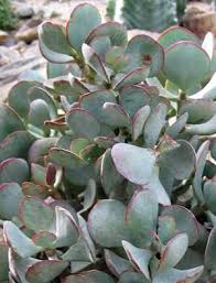 Image result for Crassula granvikii