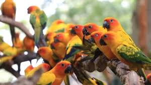 Choose from over a million free vectors, clipart graphics, vector art images, design templates, and illustrations created by artists worldwide! Cute Sun Conure Parrot Bird Group On Tree Branch Hd Clip Video By C Koko Tewan Stock Footage 59441281