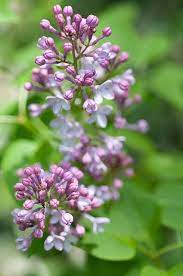 Lilac Lilac Flowers Lilac Beautiful Flowers