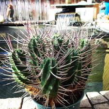 Why is my cactus rotting top down? Cactus Jon On Instagram Cactus Of The Day A Nice Large Clump Of Twisting Euphorbia Ferox This One Water Wise Landscaping Diy Landscaping Waterwise Garden