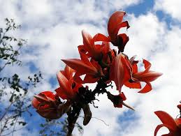 Flowers can be picky about when they grow. Butea Monosperma Palash Flame Of The Forest India Flower Blossom Floral Bloom Petal Flora Spring Pikist