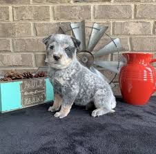 As this page is based in victoria, australia our new laws require a microchip number be included with every pup/dog advertised for sale. Australian Cattle Dog Puppies For Sale Rockford Il 295029