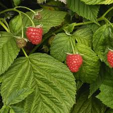 Prune raspberry bushes in late winter or early spring. How To Get Rid Of Borers On Raspberry Plants