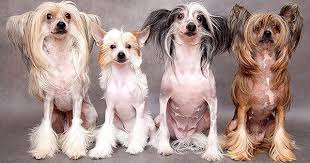 chinese crested hairless 犬