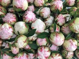 The flowers are frequently used in floral arrangements, however this flower is also lovely when dried. Inevitable Farm Michigan Peonies