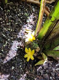 Image result for Curculigo pilosa