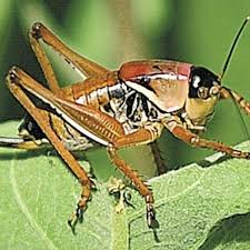 They always do an excellent job and communicate clearly on. Mormon Crickets Invade North Central Oregon State Regional Elkodaily Com