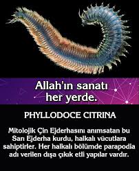 Adnan Oktar Operasyon Adnan Oktar Hapis Kedicikler Operasyon Kedicik Operasyon Kedicikler Hapis Ceylan Ozgul Ingiliz Derin Devleti Allah Gercekler Inanc