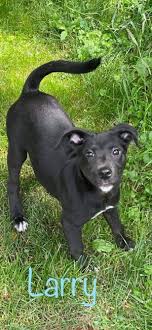 Dog in the custody of the animal shelter and control division shall be delivered for adoption unless it has been licensed pursuant to the provisions of societies, devoted to the care or hospital treatment of lost, strayed or homeless animals, or confined to the premises of public or private hospitals devoted. Dogs For Adoption Near Liberty Ny Petfinder