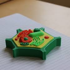 Maybe you would like to learn more about one of these? Mini Plant Cell 3d Model Free Download Creazilla