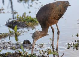 Glossy ibis | The Wildlife Trusts