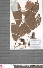 Image result for Coula edulis