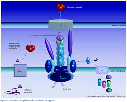 Dans la nature, les légionnelles vivent dans les eaux douces (lacs, rivières. Figure 1 From Approches Moleculaires De L Epidemiologie De La Legionellose Et De La Resistance Aux Antibiotiques Chez Legionella Pneumophila Semantic Scholar