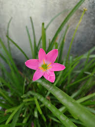 Image result for Zephyranthes minuta