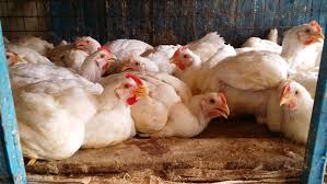 Image result for meat birds stock photos