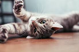 And if you are fortunate enough to have a unique little male kitty, then we hope this unique male cat names. 100 Best Female Cat Names Of 2021 Girly Classic More Hepper