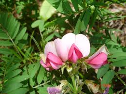 Image result for Rhynchosia holosericea