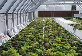 Flourish Farm Aquaponic Systems The Aquaponic Source