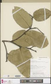 Image result for Klainedoxa