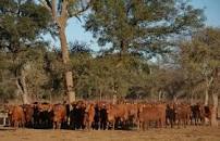 Resultado de imagen para nueva microempresa ganadera ganaderia