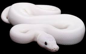 Ball Pythons Make Great Pets Ball Python Morphs Snake Ball Python