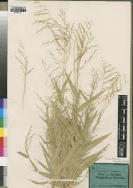 Image result for Urochloa semiundulata