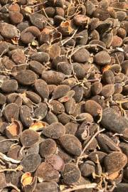 Image result for Dialium schlechteri