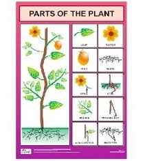 Buy Parts Of The Plant Chart For Kids Book Online At Low