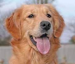 Golden retriever puppy rescue uk. Golden Retriever Breeder In The Uk Golden Retriever Puppies For Sale Golden Retrievers Breed And Puppy Information Pictures And Inages Golden Retriever Rescue And Golden Retriever Goods For Sale Dark Golden Retrievers