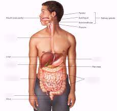 Honors Anatomy Chapter 13 Unit 2 Anatomy And Physiology Of The Digestive System Diagram Quizlet