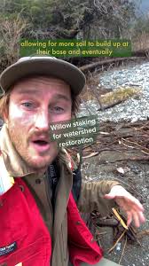 The Resilient Role of Willows in Watershed Restoration