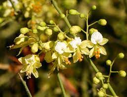 We did not find results for: Parkinsonia Microphylla Yellow Paloverde Foothill Paloverde Foothill Palo Verde Littleleaf Paloverde Littleleaf Palo Verde Southeastern Arizona Wildflowers And Plants