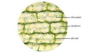 Check spelling or type a new query. Animal Cell And Plant Cell Under The Microscope Nj Science