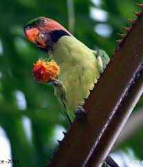 There is not much known about the behavior of these birds out there in the wild. Long Tailed Parakeet Psittacula Longicauda Parrot Encyclopedia