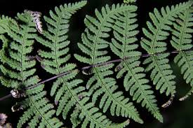 Image result for Cheilanthes botswanae
