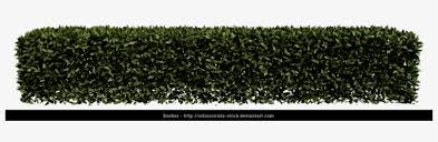 Hedge Bush Png Hedge Cut Out Png Png Image Transparent Png Free Download On Seekpng Discover 176 free hedge png images with transparent backgrounds. hedge bush png hedge cut out png png
