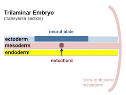 Differentiate into sclerotomes which give rise to vertebrae c. Somitogenesis Embryology