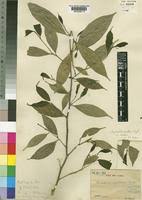 Image result for Leptaulus