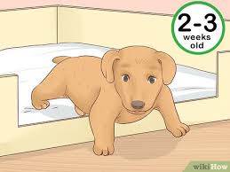 Yavru Kopeginin Yasi Nasil Anlasilir Resimlerle Wikihow