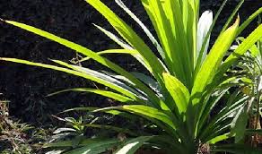 Kemudian, usapkan ramuan tersebut ke seluruh bagian rambut. Cara Mengolah Daun Pandan Archives Pakar Bisnis