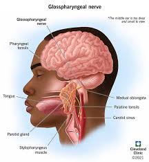 Image result for Ear Nerve Block