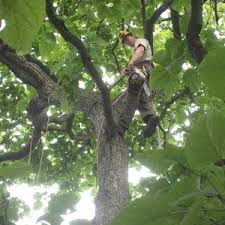 Heading heading helps rein in an overgrown azalea to a more manageable size. The Benefits Of Pruning An Overgrown Azalea Shrub Youtube