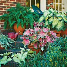 125 Container Gardening Ideas Container Garden Design Container Gardening Shade Plants